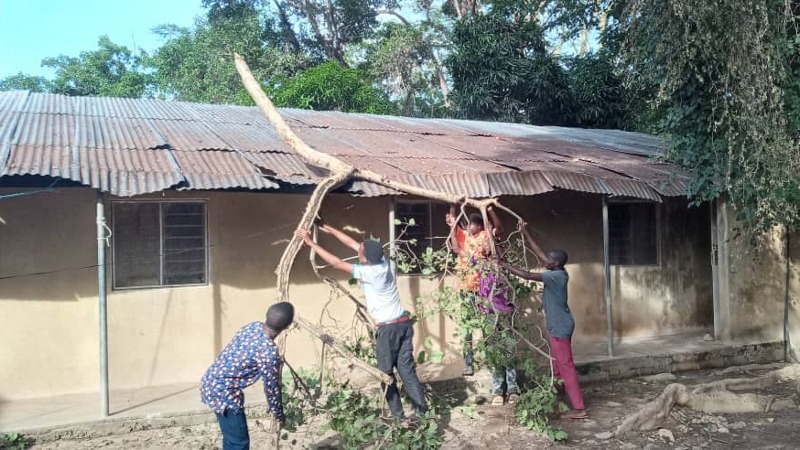 Students removing trees (1)