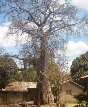 Diocesan compound with baobab 