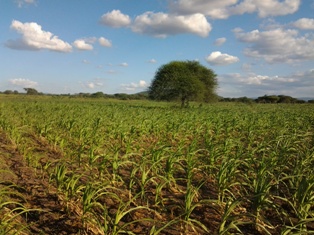 Drought resistant maize trial 