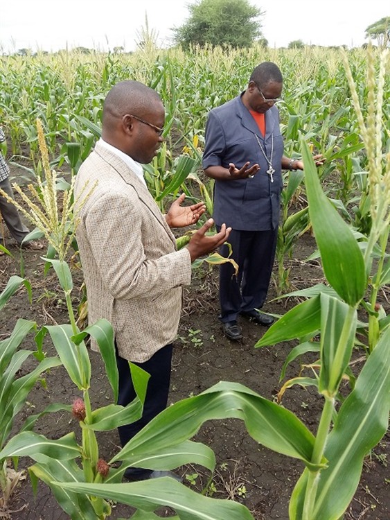 Drought resistent maize April 
