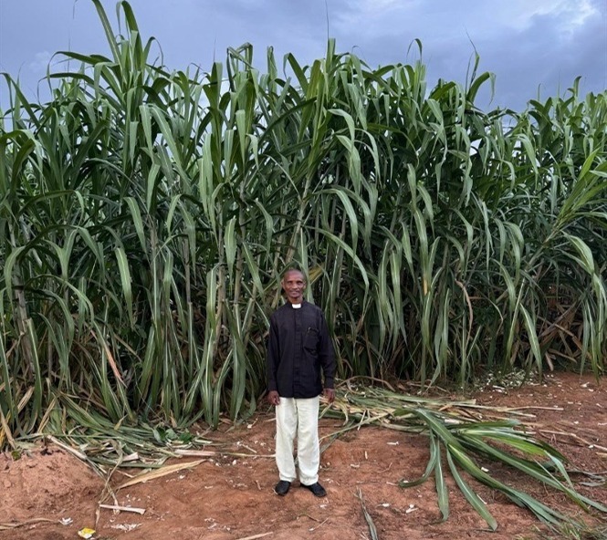 Mrijo Parish 2024 Sugar Cane