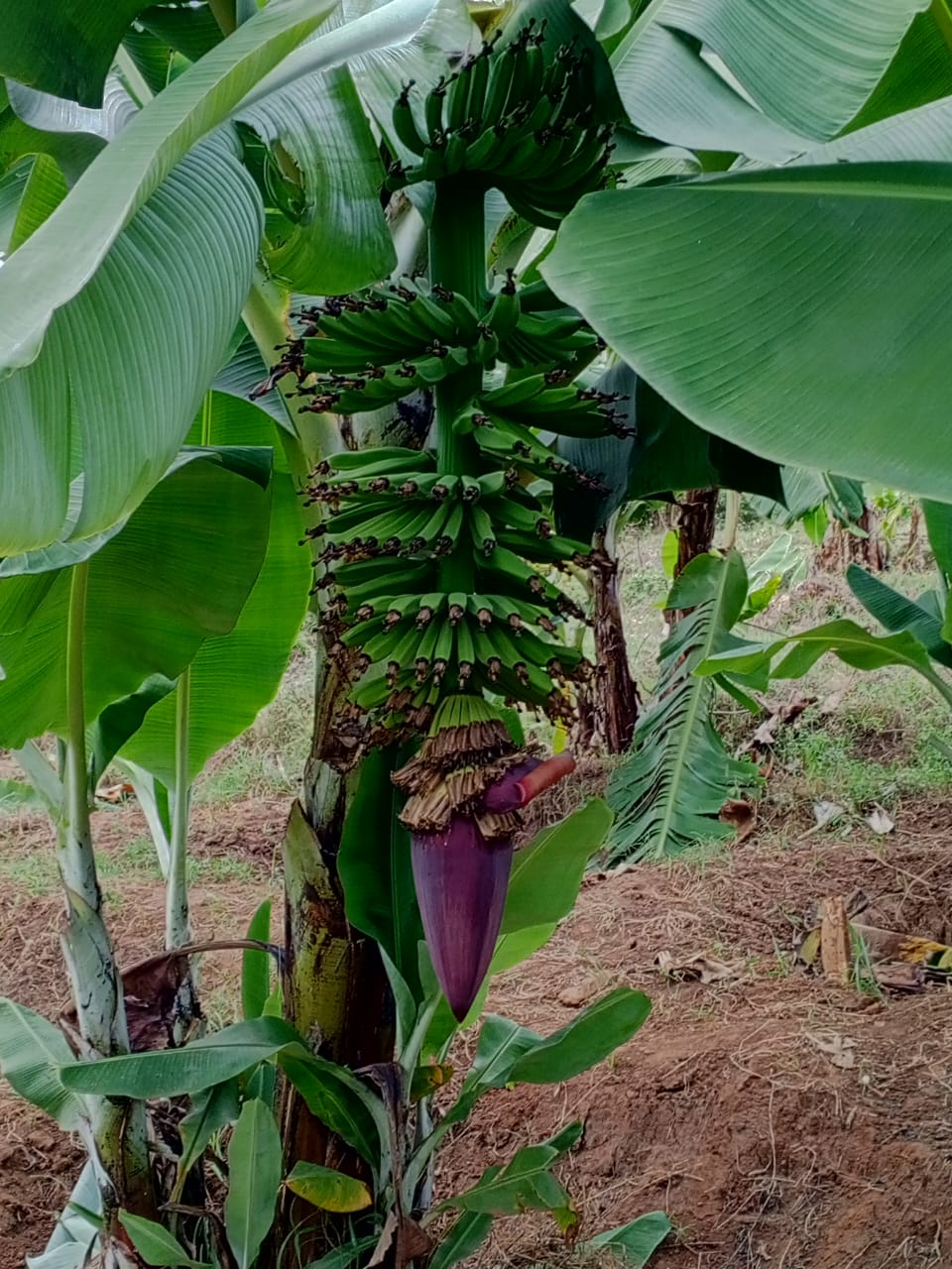 Kurasini school banana farm 10