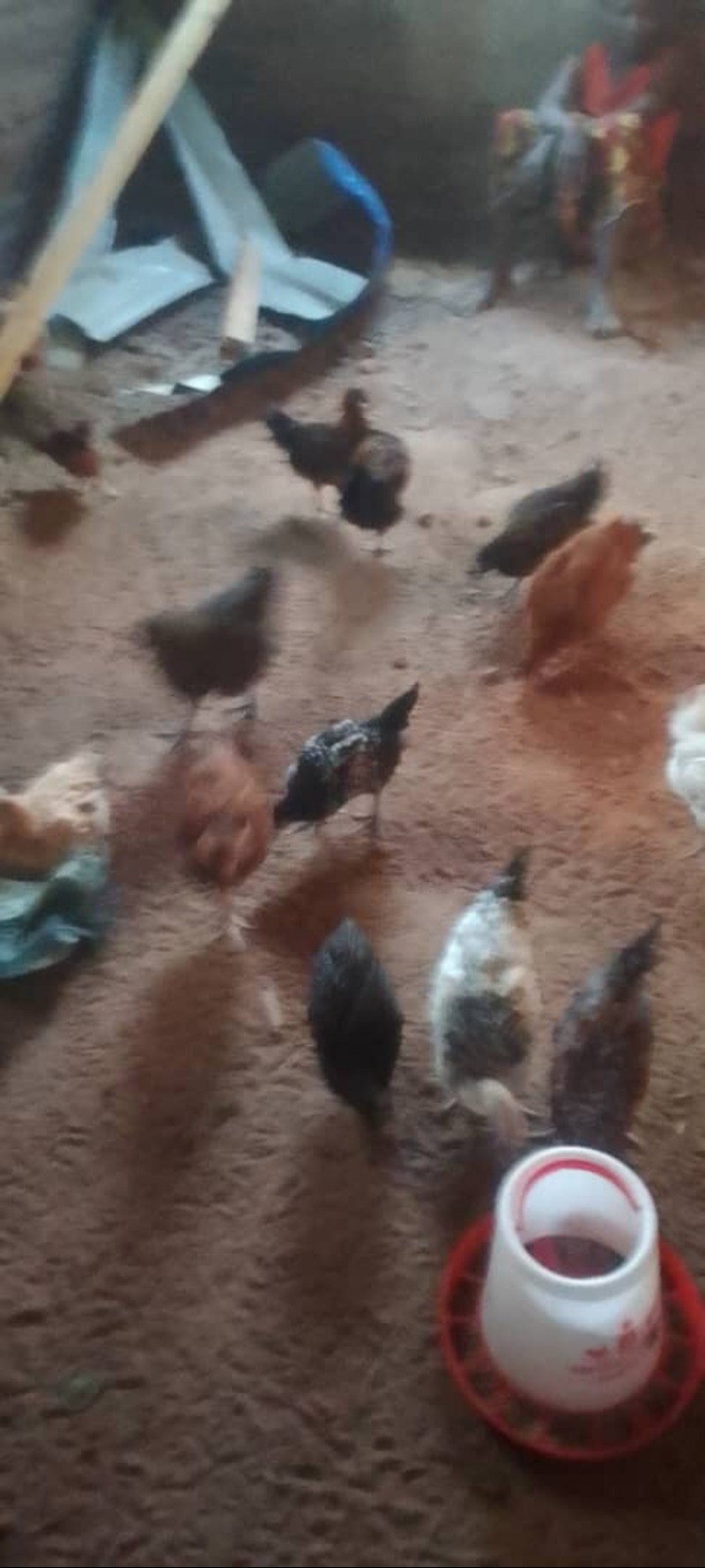 Makorongo Chicken Project