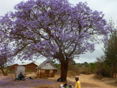 Jacaranda tree Kondoa Diocese 