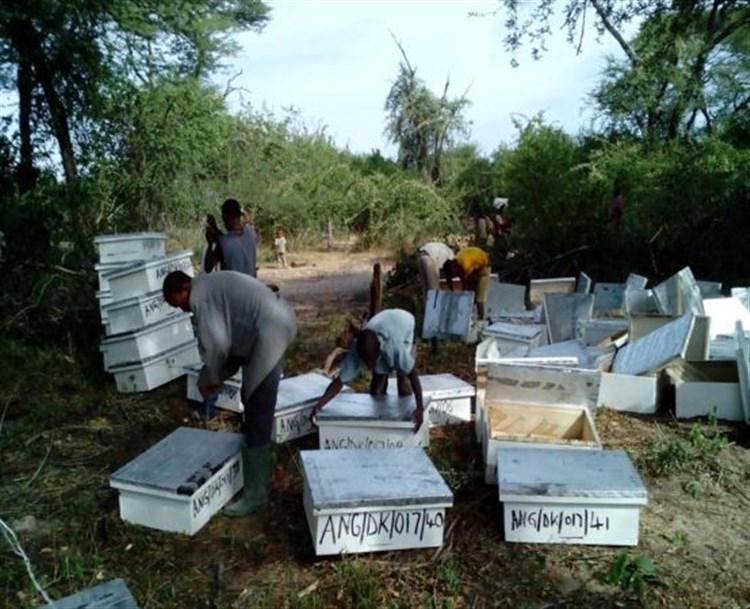 Sanzawa beekeeping project