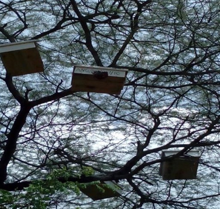 Sanzawa beekeeping projecta